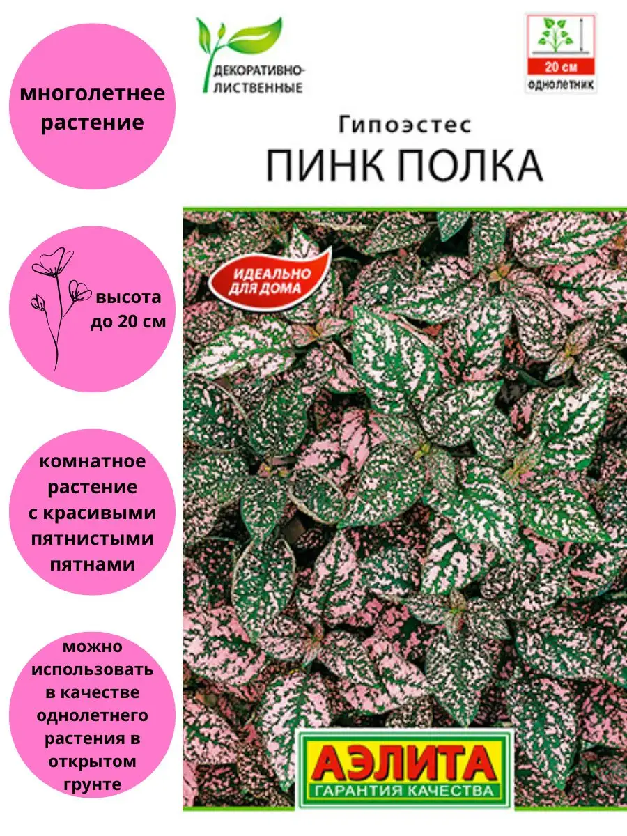 Гипоэстес Пинк Полка комнатные цветы Агрофирма Аэлита купить по цене 105 ₽  в интернет-магазине Wildberries | 110177313