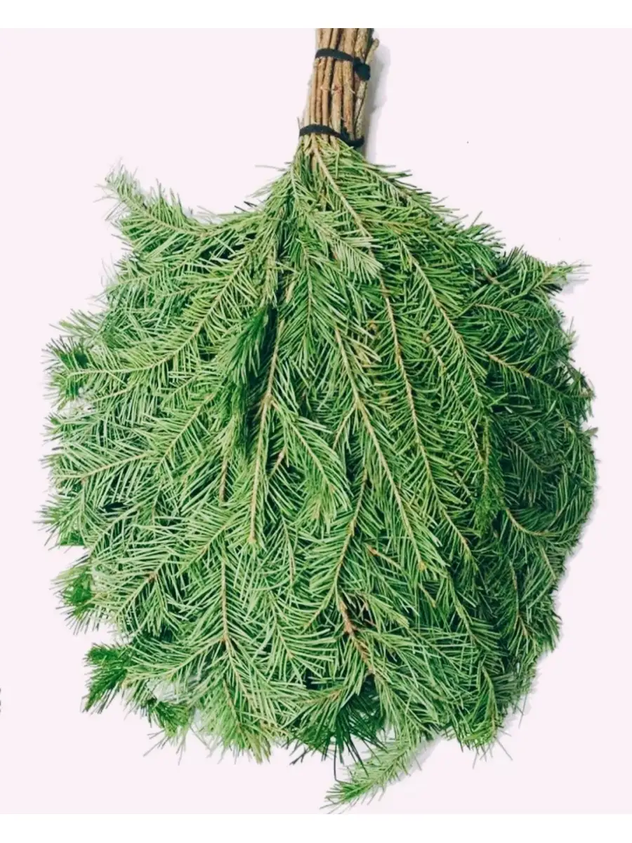 Хвойный веник. Веник для бани пихта. Хвойный веник для бани. Как запаривать пихтовый веник для бани. Запаренный веник в бане.